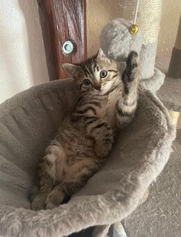 Kleinbleibende, hundeerfahrene Mix Kitten - Kehrig