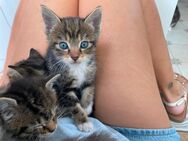 Sehr behütete und geliebte Kittens paarweise in die aller besten Hände abzugeben - Raesfeld