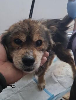Mischa, kleiner, lieber Senior - Köln