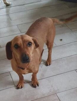 Dackelmixmädchen DORLE sucht ihr Glück. - Mannheim