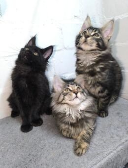 Maine Coon XXL Kitten mit Stammbaum - Duisburg