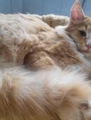 Norwegisches Waldkätzlein vom Schiltwald Norsk Skogkatt Büsi Katze Kater Cat Norwerger Kitten NFO in 6034