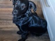 Cooper ❤️ Pflegefamilie 42109 Wuppertal - Kissing