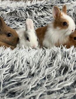 Farbzwerge Zwergkaninchen Farbenzwerg Kaninchen Farbzwerge - Lohne (Oldenburg) Zentrum