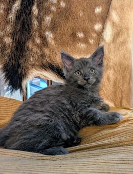 Main Coon Kitten - Tostedt