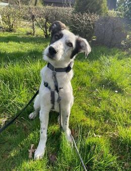 Lotti sucht ihr Zuhause - Neuss