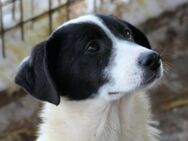 Ziva - freundliche Junghündin - Kallmünz