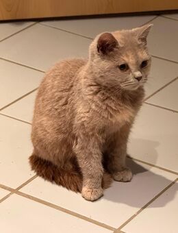 BKH Kitten weiblich - Heinsberg