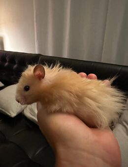 Kleine Hamster ab 10. Oktober 2025 - Schwaikheim