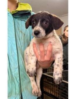 Frida - Pflegestelle oder Zuhause gesuch - Oberwies