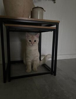 bkh kater - Duisburg