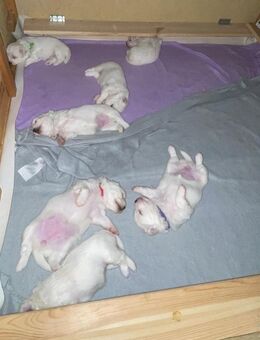 Malteser Welpen - Kraichtal