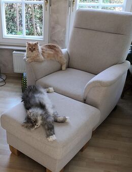 Perserkatzen - Bautzen
