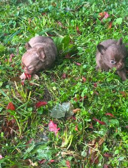 Süße Chihuahua Welpen suchen ihr Traum zuhause - Seßlach