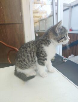 BKH Katzen - Würselen