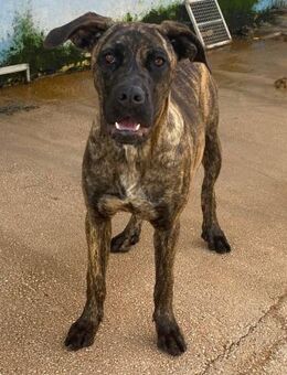 Vania wartet im städtischen Canile - Bad Vilbel