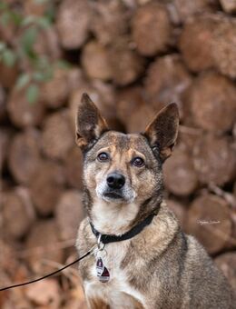 Aaron - auf der Suche nach dem Glück - Elsdorf (Nordrhein-Westfalen)