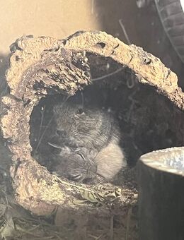 5er Gruppe Degu Weibchen suchen ein liebevolles neues Zuhause - Ulm