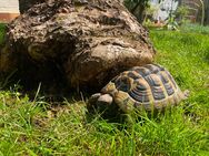Griechische Landschildkröte weiblich 5 Jahre alt - Hungen