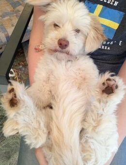 Charakterkopf Lucky sucht dich! - Dillingen (Donau)