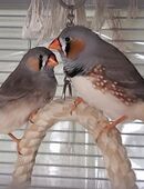 Zebrafinken Hähne in 33613