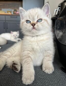 Reinrassige BKH-Kitten – geboren am 27.07.2025 - Einbeck