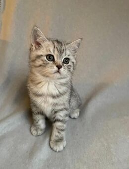 BKH Britisch Kurzhaar Kitten - Ritterhude