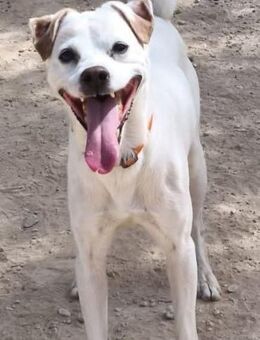 Zeus ist ein Engel - Donaueschingen