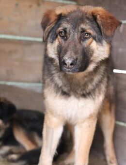 MO🩵kluger, hübscher Schäferhund-Mix-Bub - Hamburg