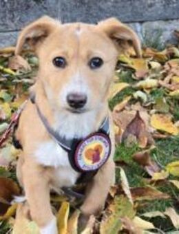 Wer schenkt Rübchen ein Zuhause? - München