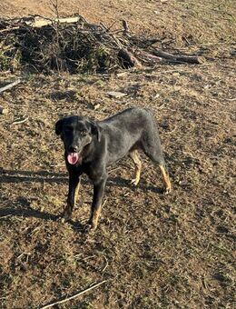 Coco aus der Tötung - Greiz