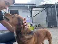 Zuckersüßer Brownie sucht Familie - München
