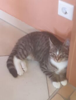 Suche getigerten Kater - Pottenstein