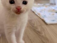 2 Angora Mix Kitten - Abgabebereit! - Castrop-Rauxel
