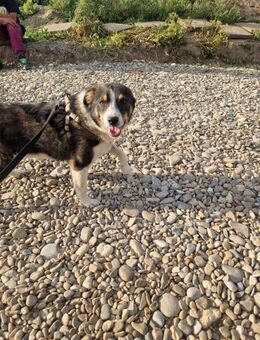 Denver; im Karton ausgesetzt - Geilenkirchen