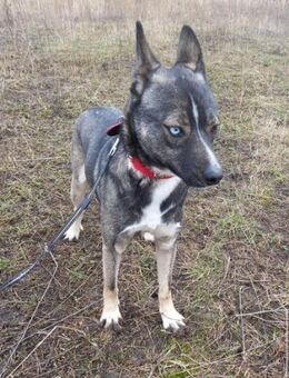 Selten schöner und aktiver Soldier - Overath