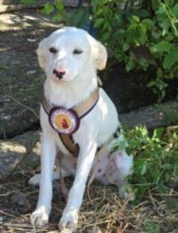 Kimi sucht ihr Zuhause - München