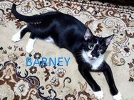 BARNEY ❤️ sucht Zuhause oder Pflege - Langenhagen