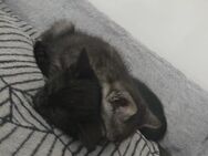 Geschwister BKH Maine Coon Mix suchen neues Zuhause - Bergneustadt