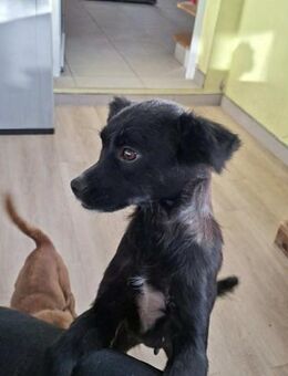 Minnie - sie ist eine freundliche Hündin - Höchst (Odenwald)