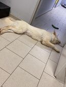 Mein Name ist tinka in 81671