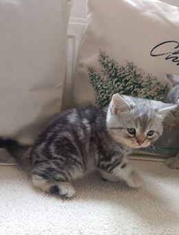 BKH in blue Silver tabby zu vergeben - Plauen Zentrum