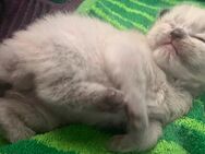 Ragdoll Kitten Sonntagskätzchen - Arnstadt