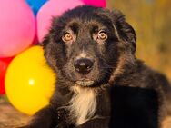 Goldenaussie Welpen , Mini Australienshephert, Goldenretriever, Rüde - Wassenberg