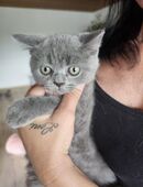 Bkh Kitten in 69429