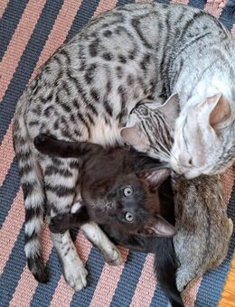 Traumhafte Bengal Katzen, Mutter und Tochter zusammen - Haßloch