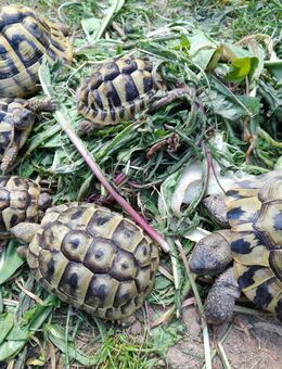 Griechische Landschildkröten - Angelbachtal