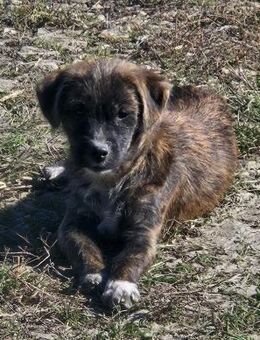 Kleiner, freundlicher Jako sucht Familie - Leonberg (Baden-Württemberg)