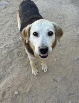 TOBBY IST EIN WAHRER TRAUMHUND! - Mönchengladbach