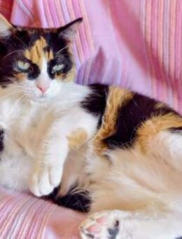 Kitty; verschmuste, ruhige Glückskatze - Geilenkirchen